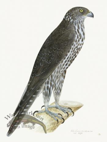 Rudbeck 013 GYR FALCON 18x24